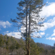 Illustration for article titled Wooly Adelgid vs. Eastern Hemlock